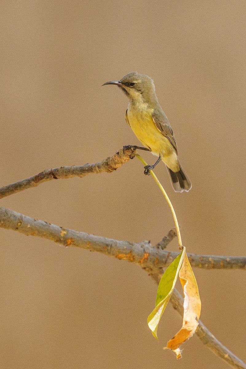 Beautiful Sunbird - ML629291665