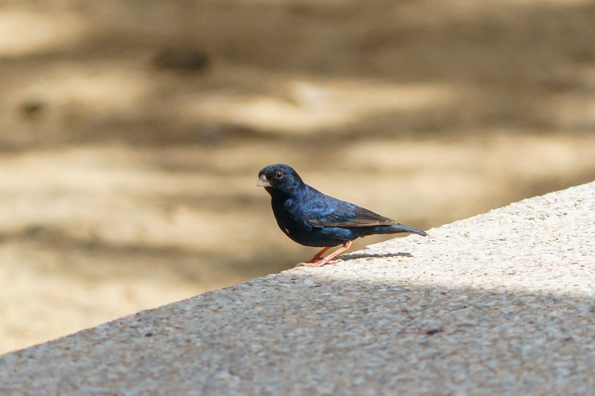 靛藍維達雀 - ML629291696