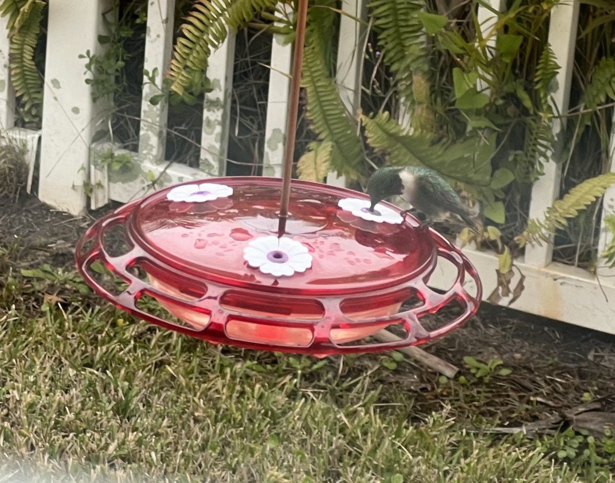 Ruby-throated Hummingbird - ML629292189
