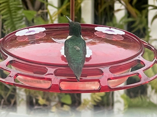 Ruby-throated Hummingbird - ML629292190