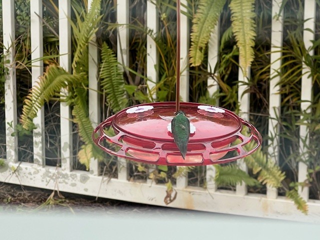 Ruby-throated Hummingbird - ML629292191
