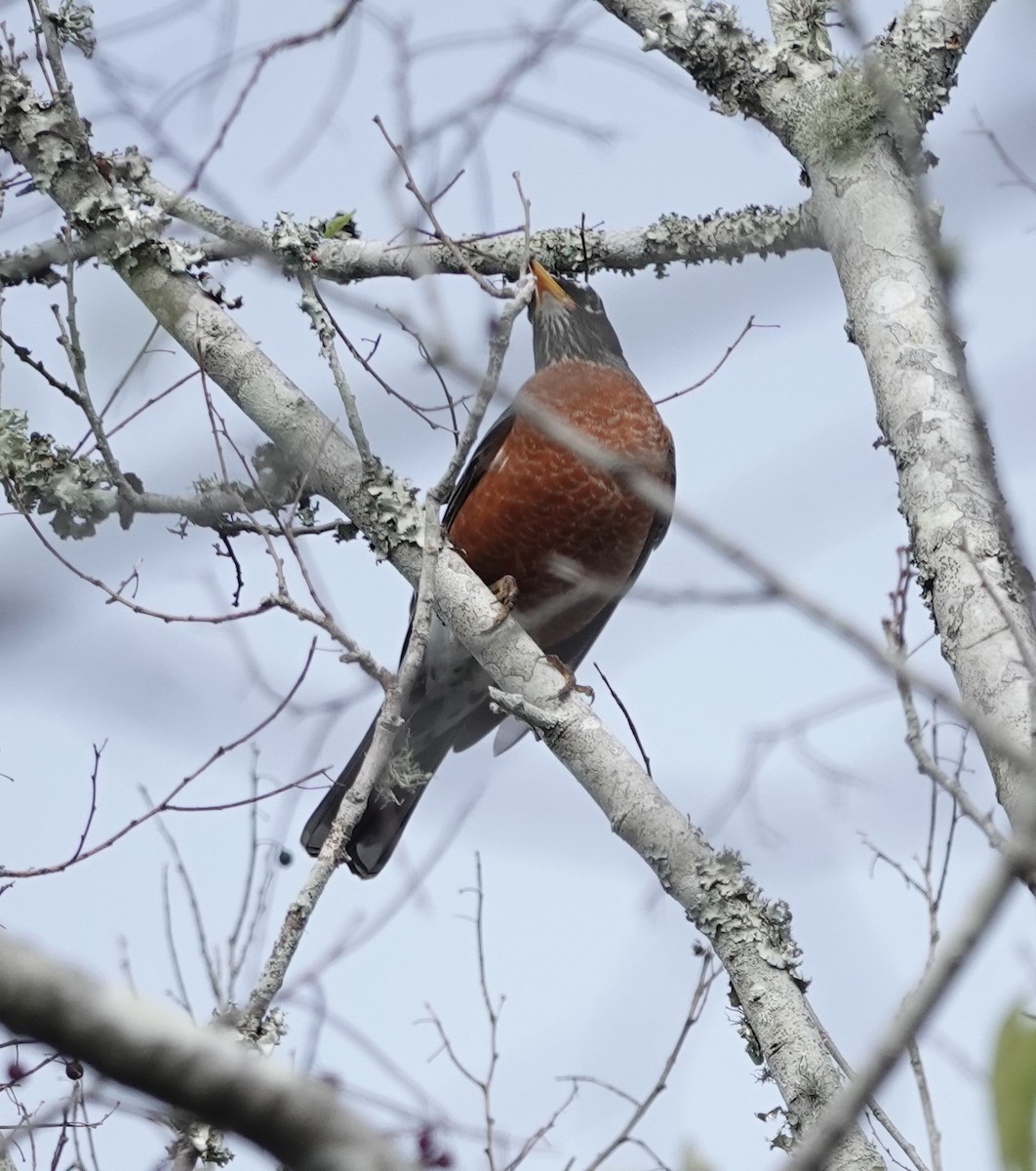 American Robin - ML629292236