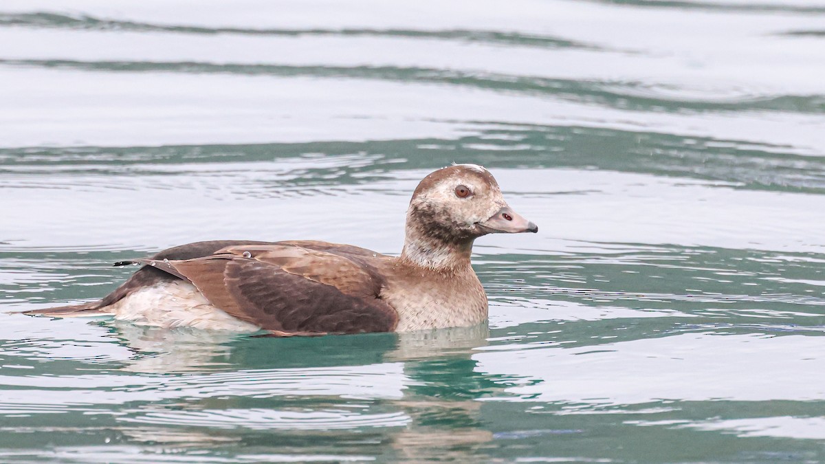 hoholka lední - ML629292276