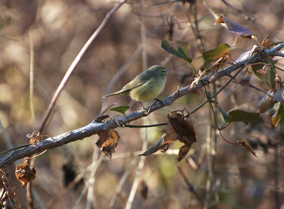 Paruline verdâtre - ML629292470