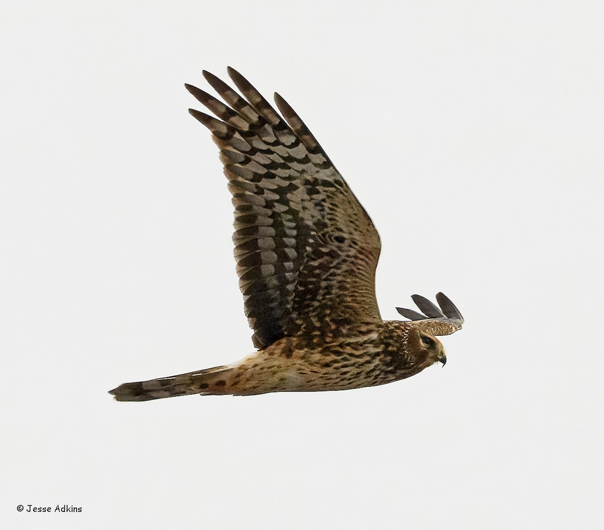 Northern Harrier - ML629292484