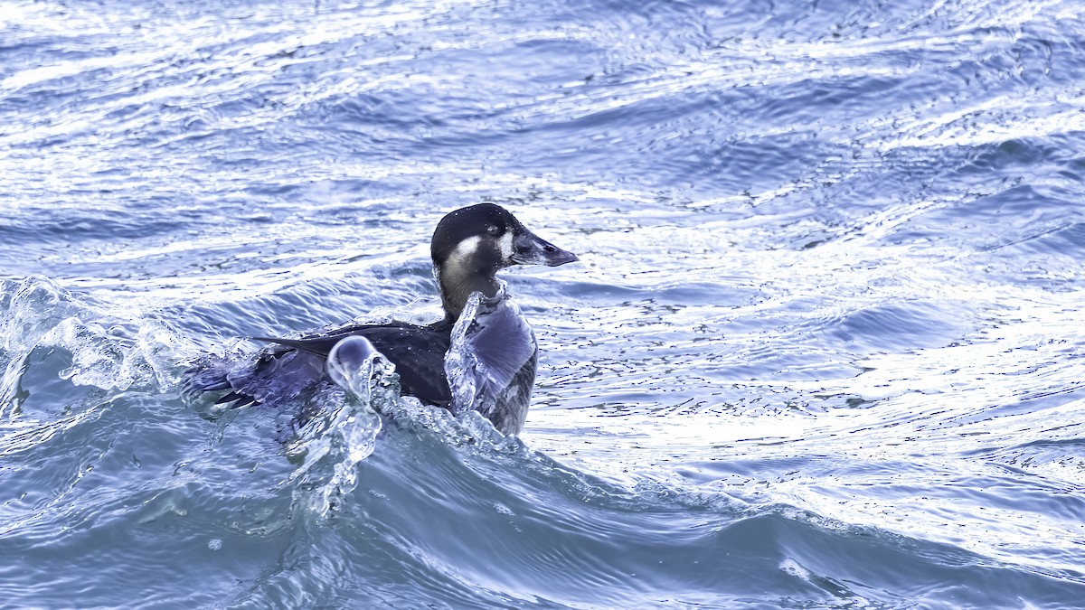 Surf Scoter - ML629292515