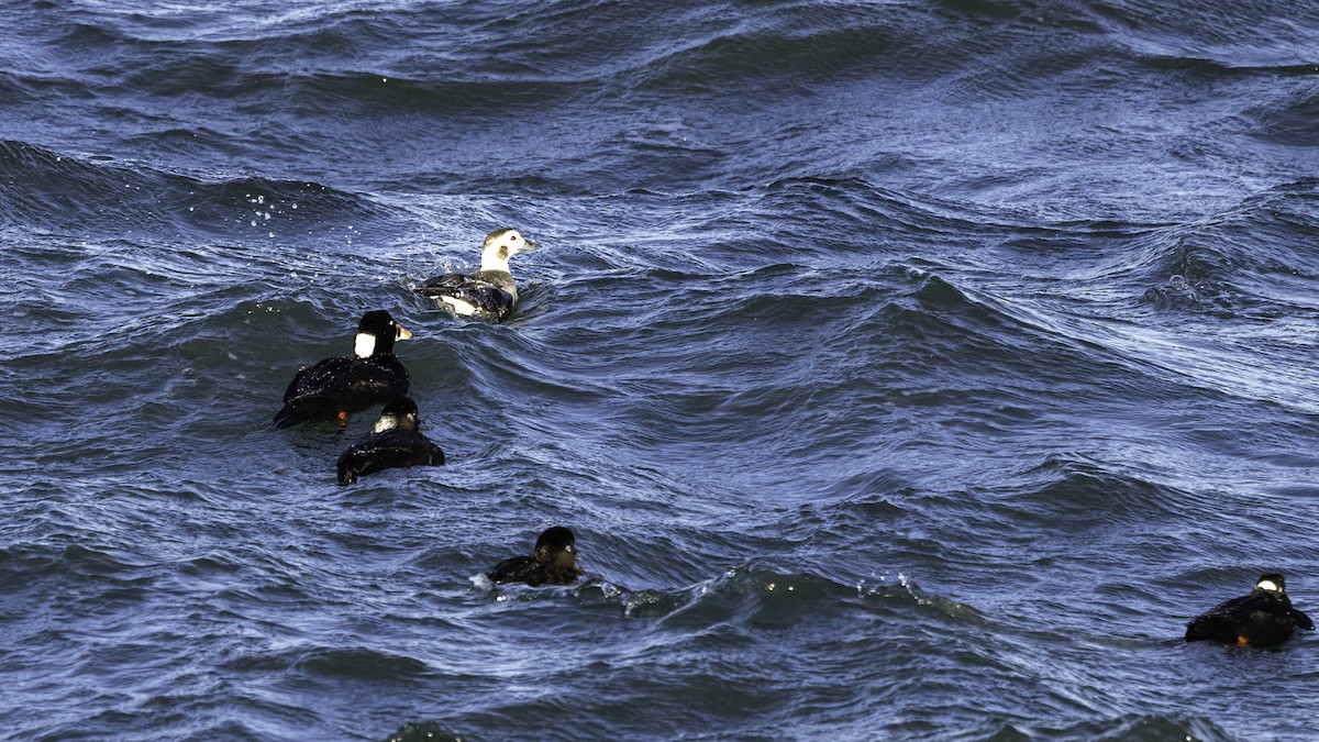 Long-tailed Duck - ML629292559