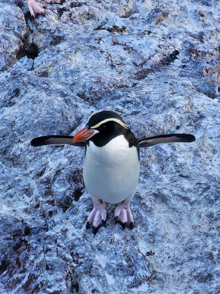 Snares Penguin - ML629292581