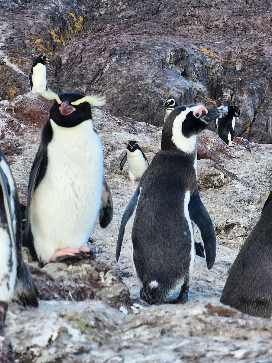 Snares Penguin - ML629292582