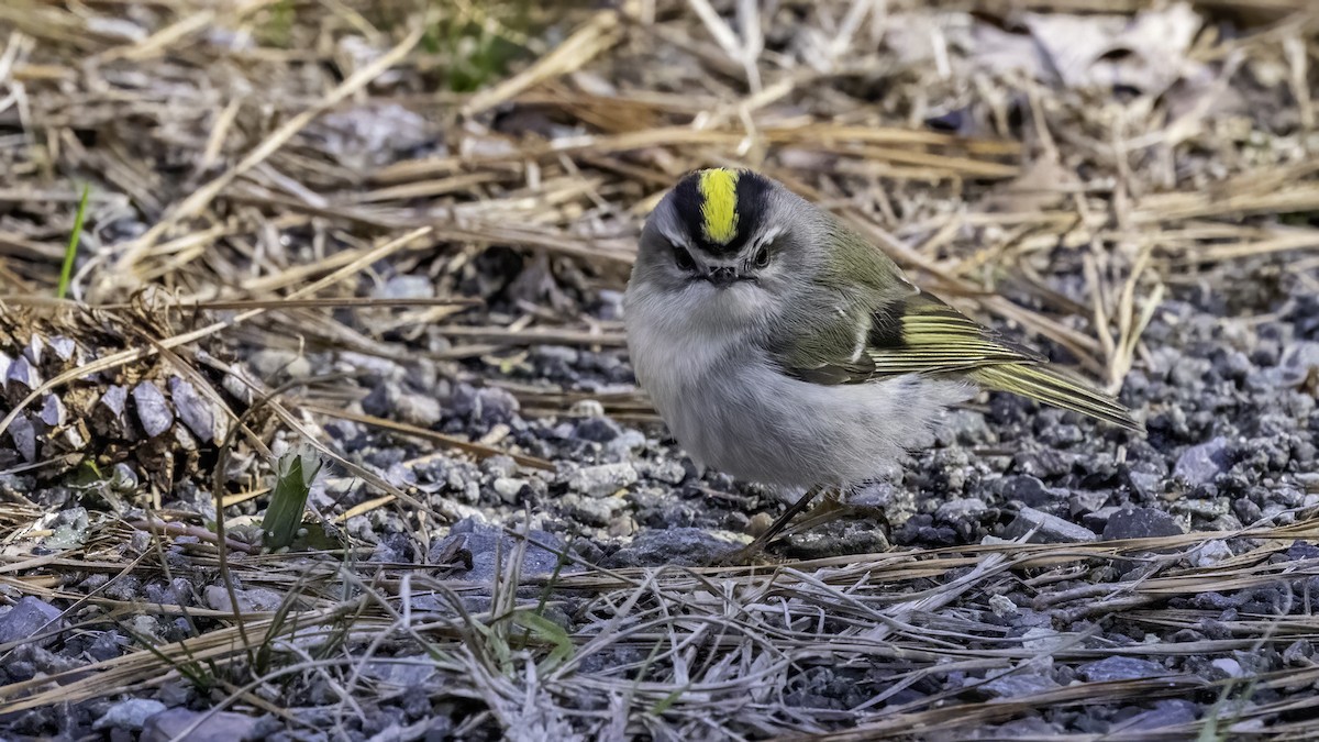 Golden-crowned Kinglet - ML629292718
