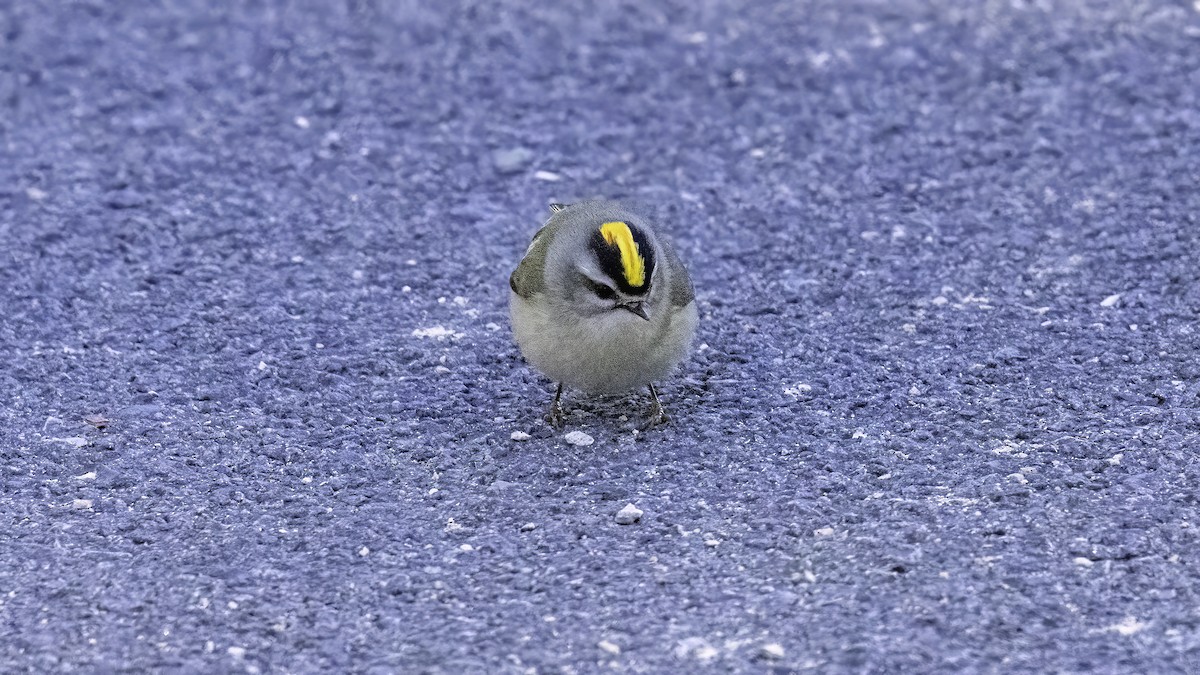 Golden-crowned Kinglet - ML629292726