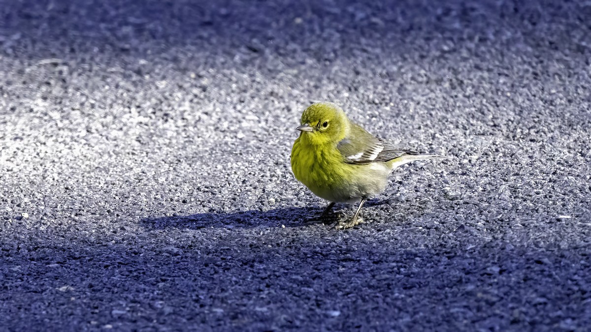 Pine Warbler - ML629292747