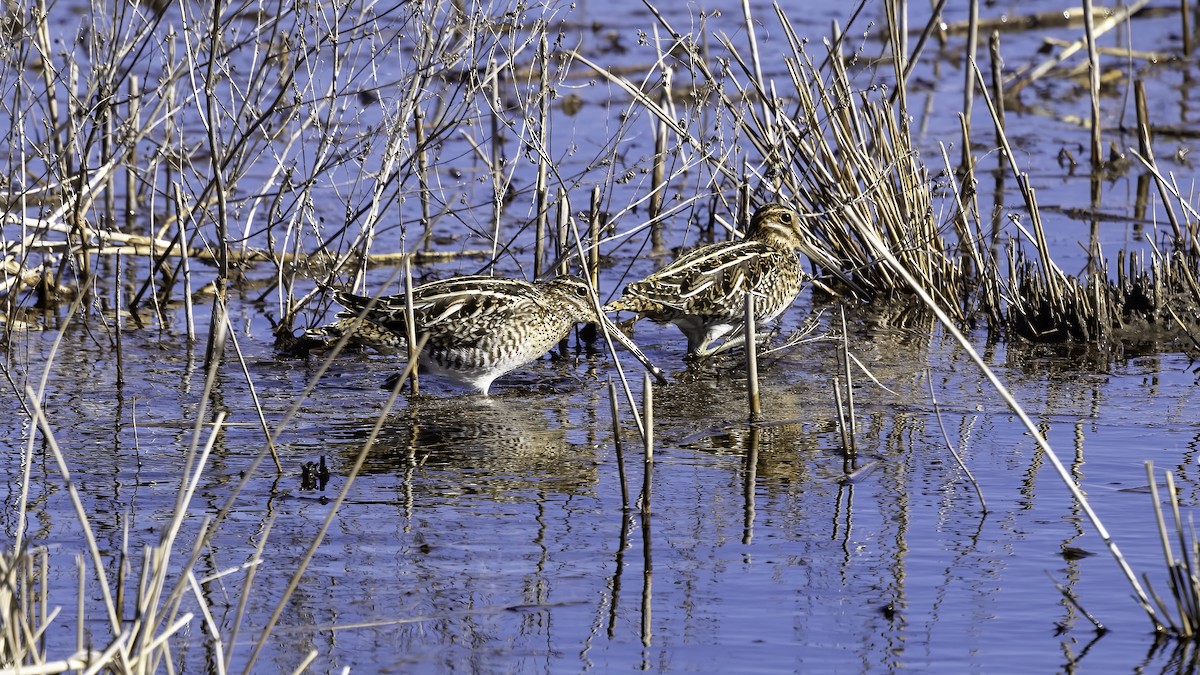 Wilson's Snipe - ML629292816