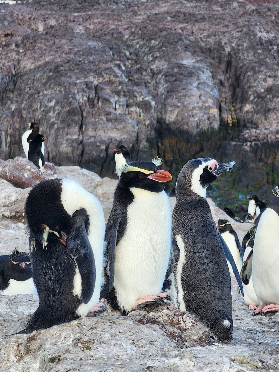 Snares Penguin - ML629292856