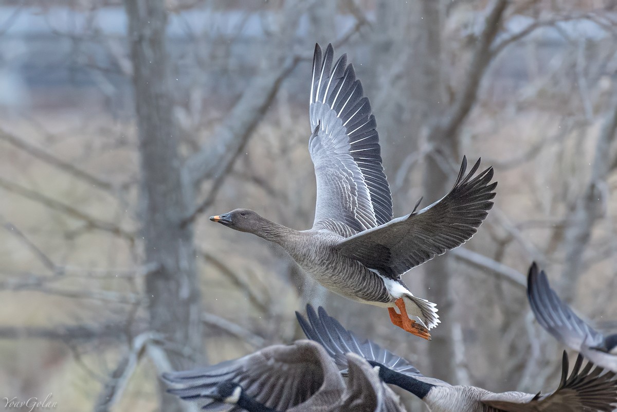 凍原豆雁 - ML629292917