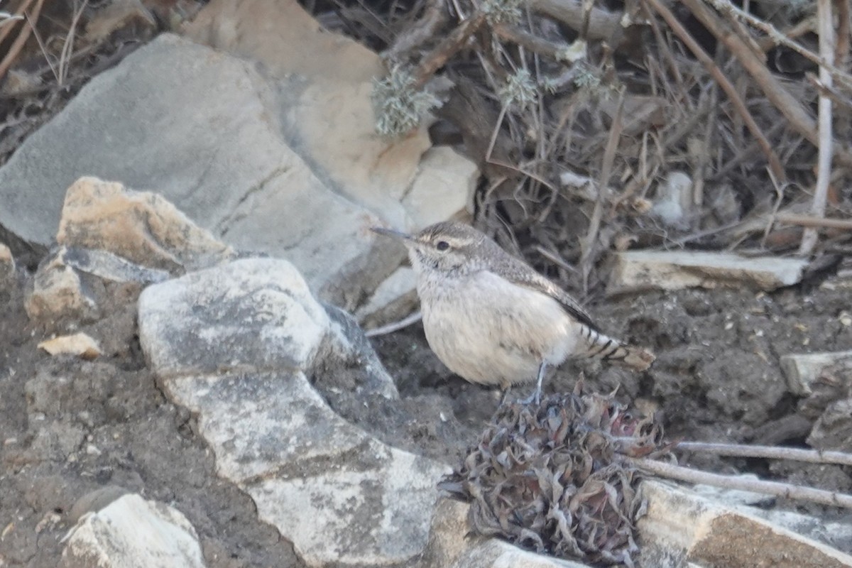 Rock Wren - ML629292922