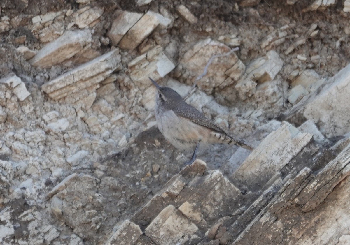 Rock Wren - ML629292923