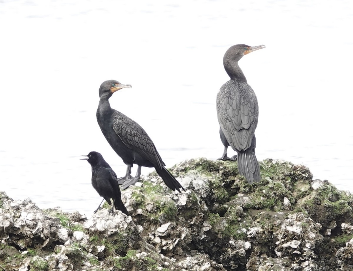 Double-crested Cormorant - ML629292979