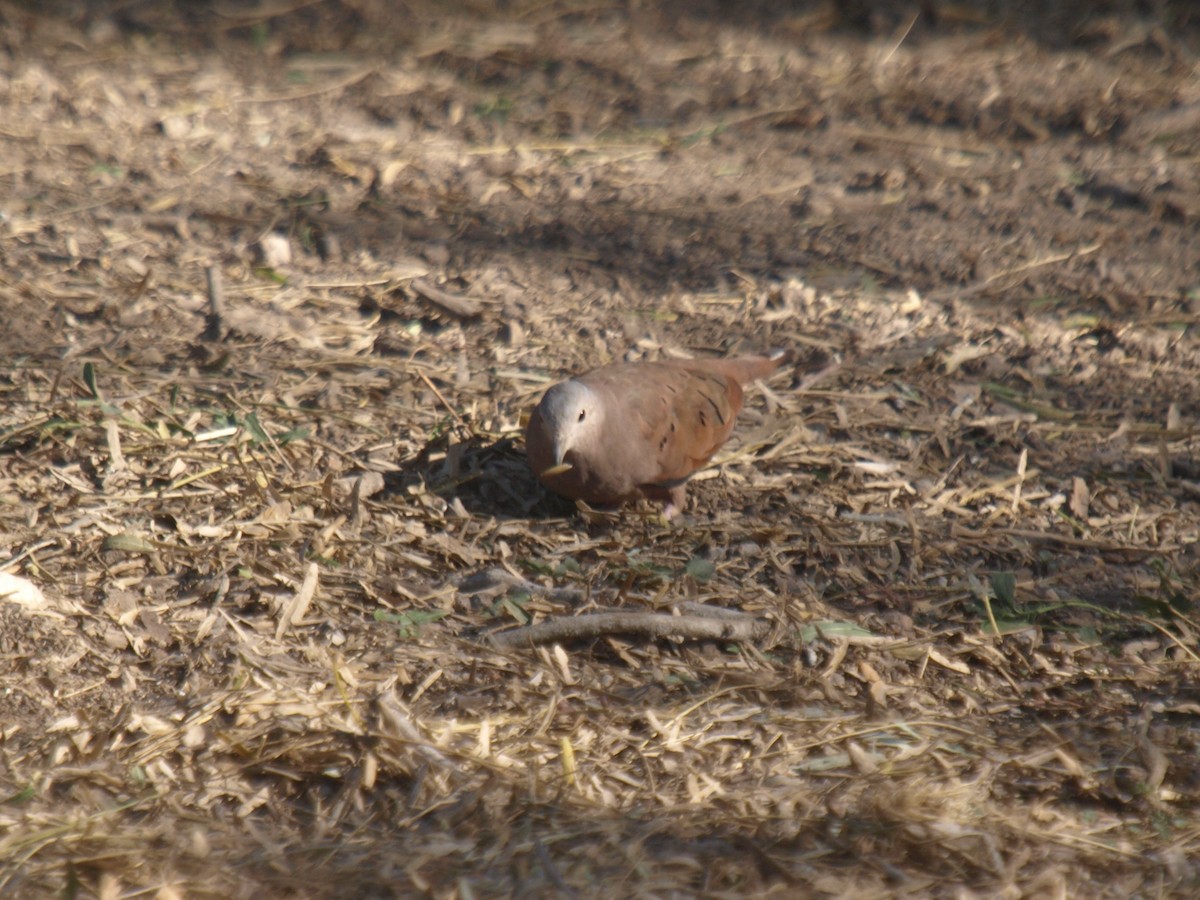 Ruddy Ground Dove - ML629293185