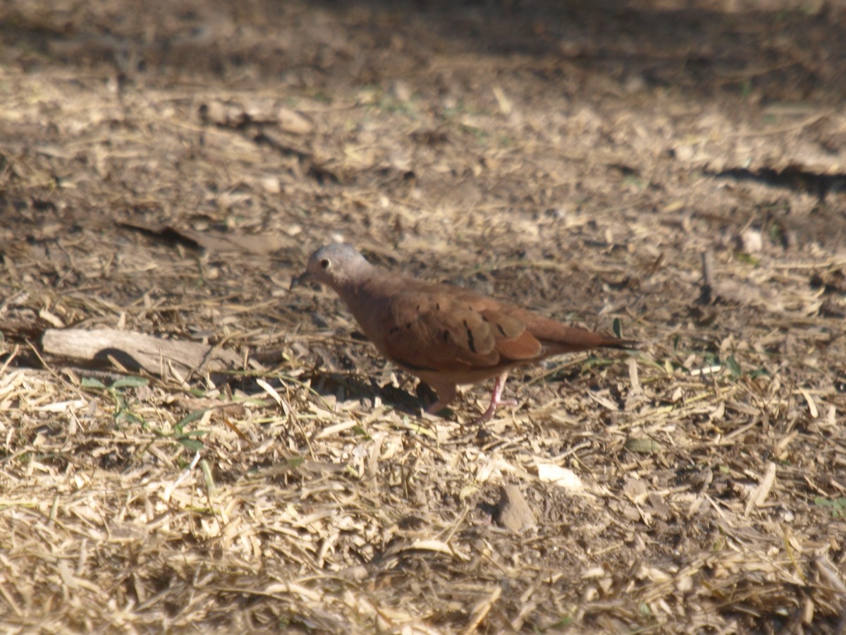 Ruddy Ground Dove - ML629293186