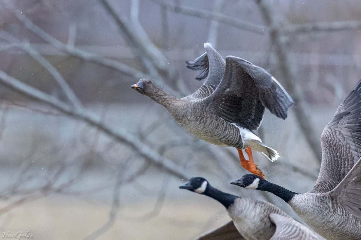 凍原豆雁 - ML629293192