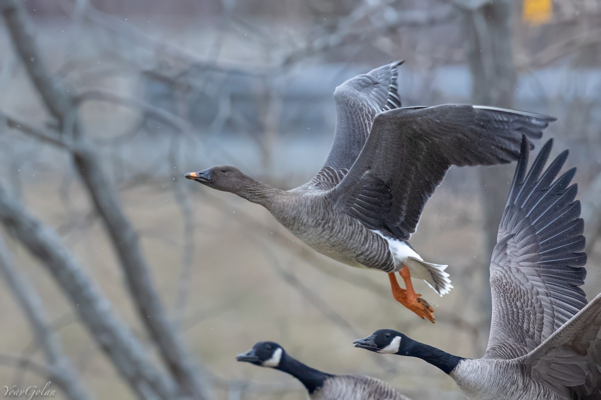 凍原豆雁 - ML629293282