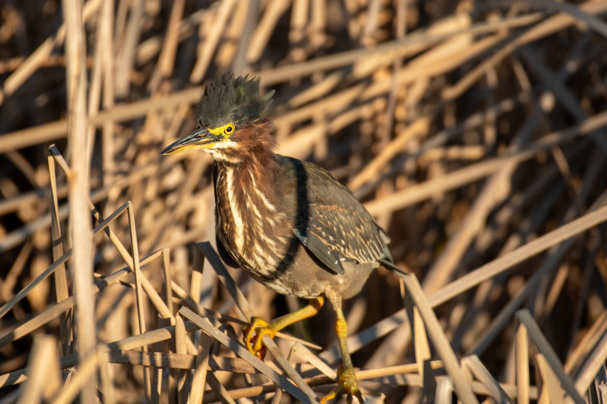 Green Heron - ML629293327
