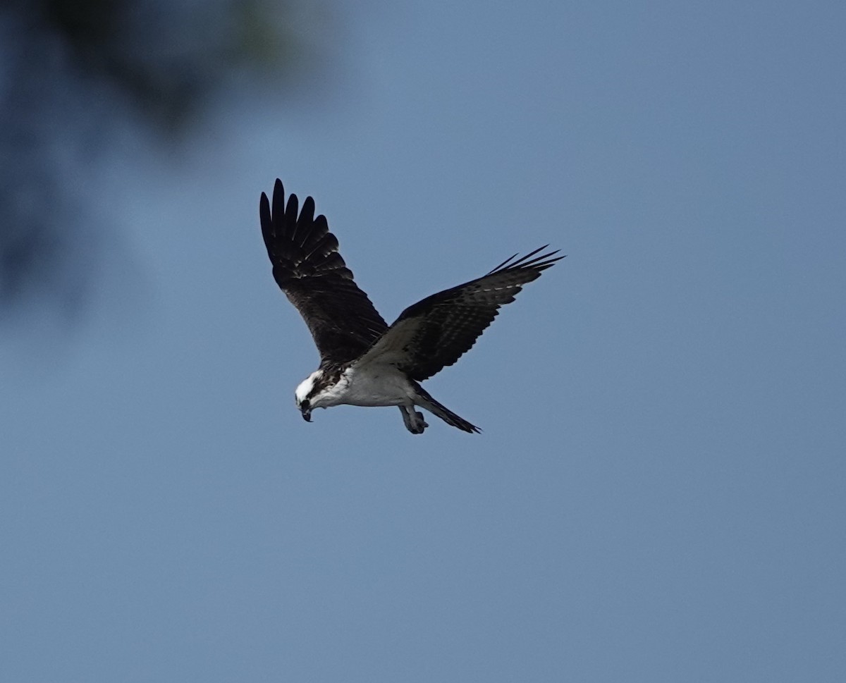 Osprey - ML629293391