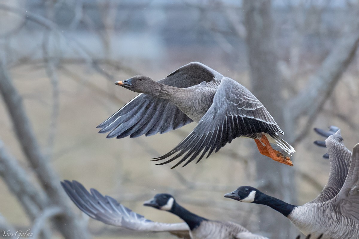 凍原豆雁 - ML629293405