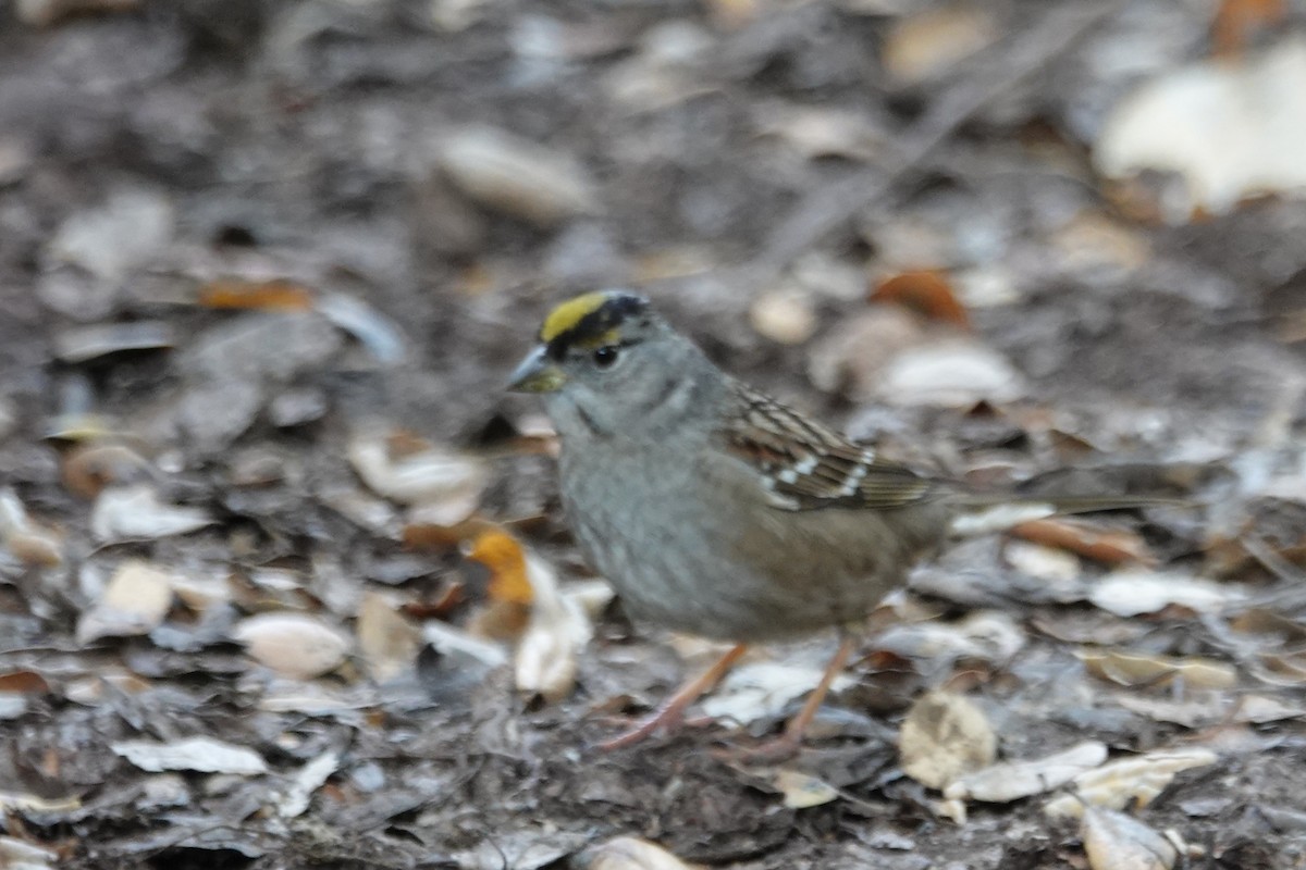 Bruant à couronne dorée - ML629293411