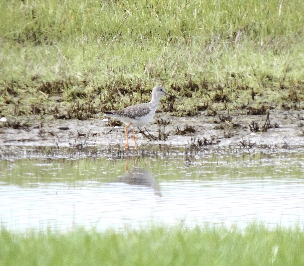 Greater Yellowlegs - ML629293542