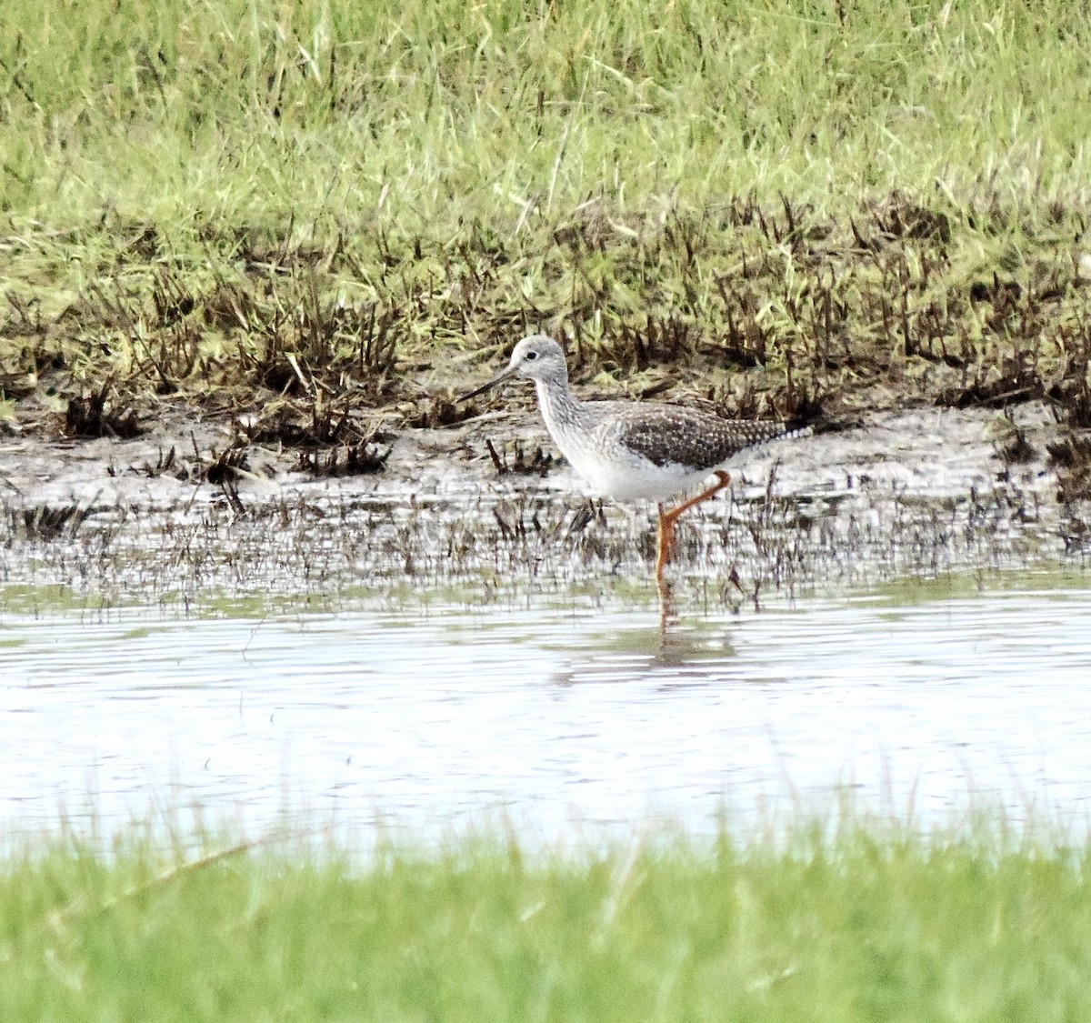 Greater Yellowlegs - ML629293543