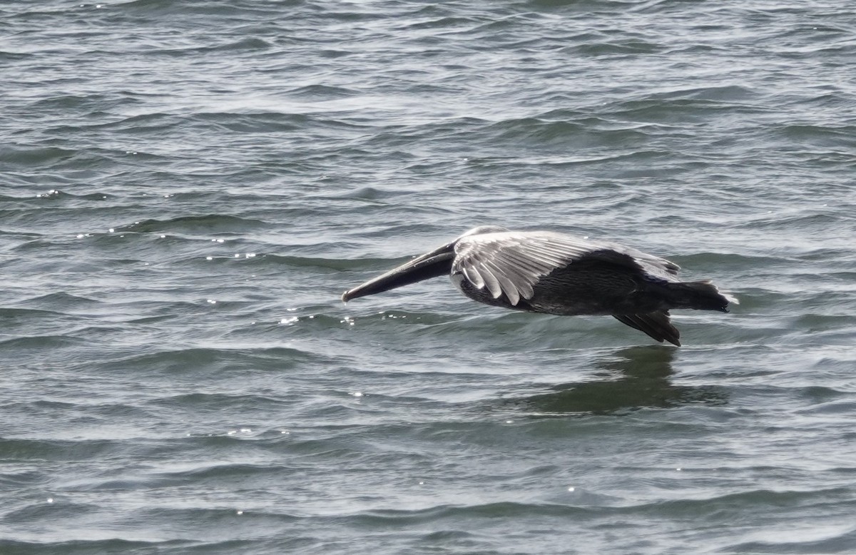 Brown Pelican - ML629293588