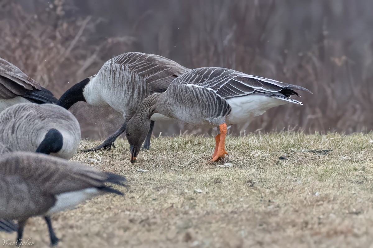 凍原豆雁 - ML629293781