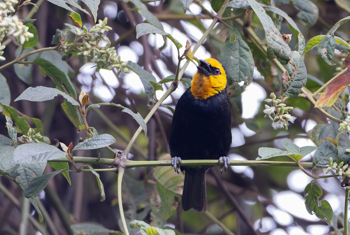 Black-billed Weaver (Eastern) - ML629293833