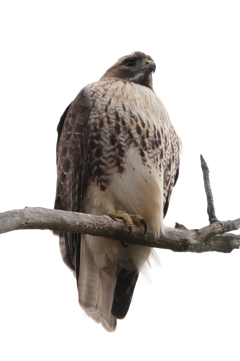 Red-tailed Hawk (borealis) - ML629293890