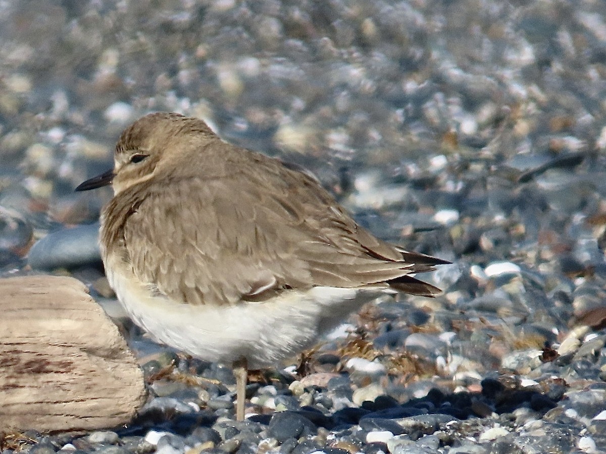 Mountain Plover - ML629293930