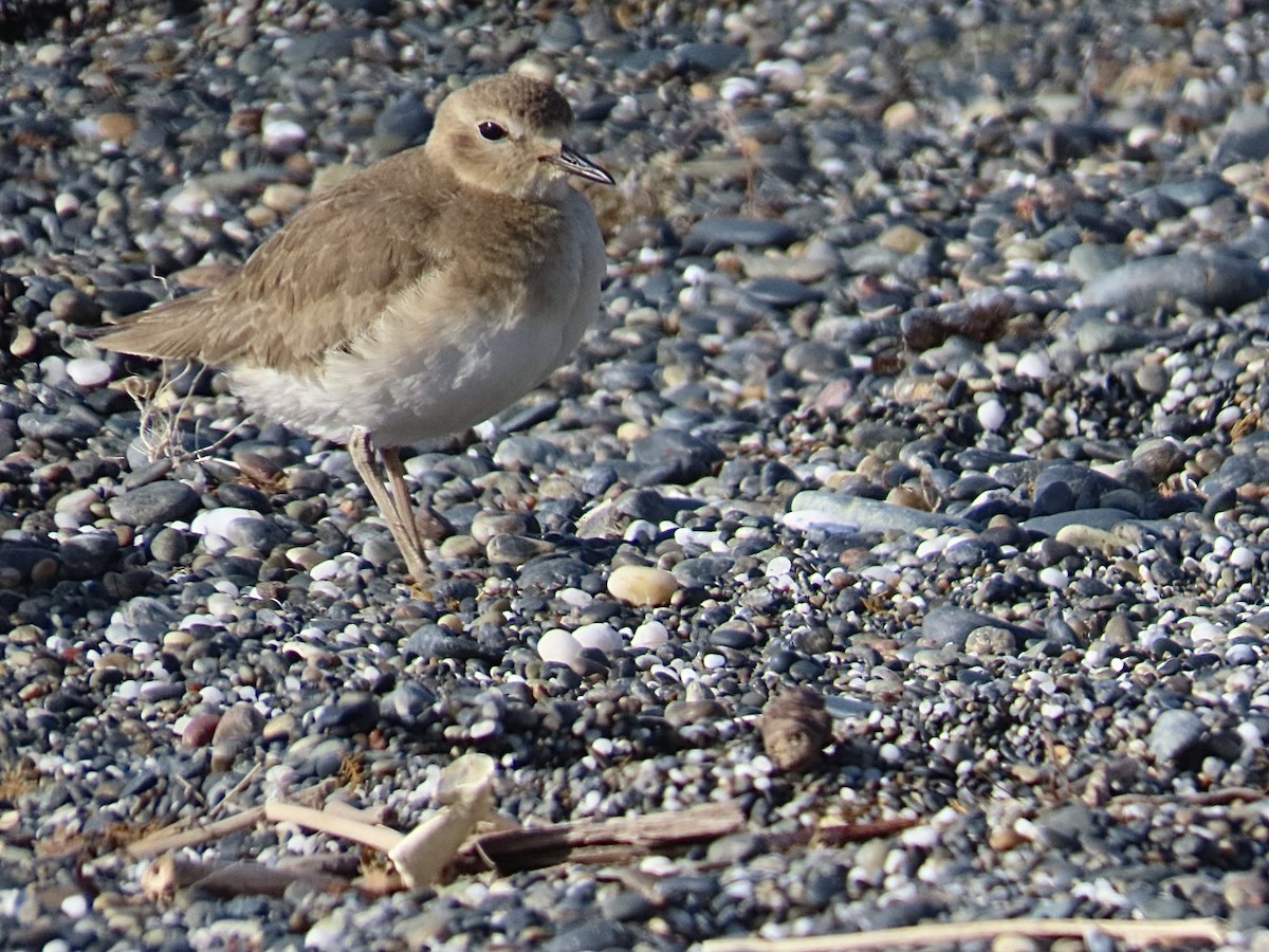 Mountain Plover - ML629293931