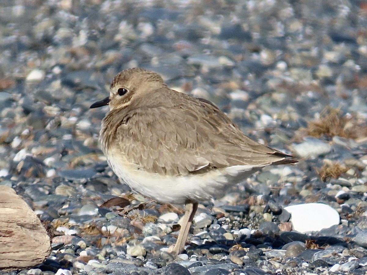 Mountain Plover - ML629293932