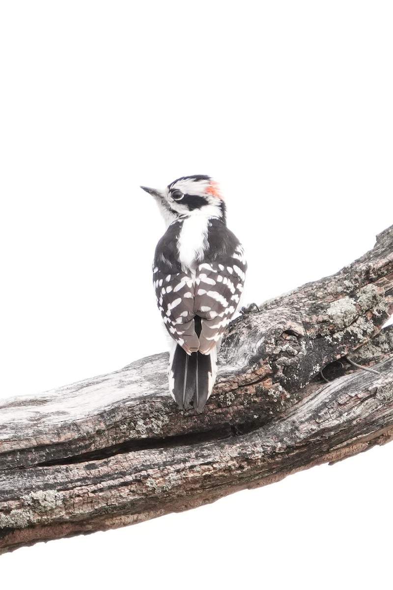 Downy Woodpecker (Eastern) - ML629293941