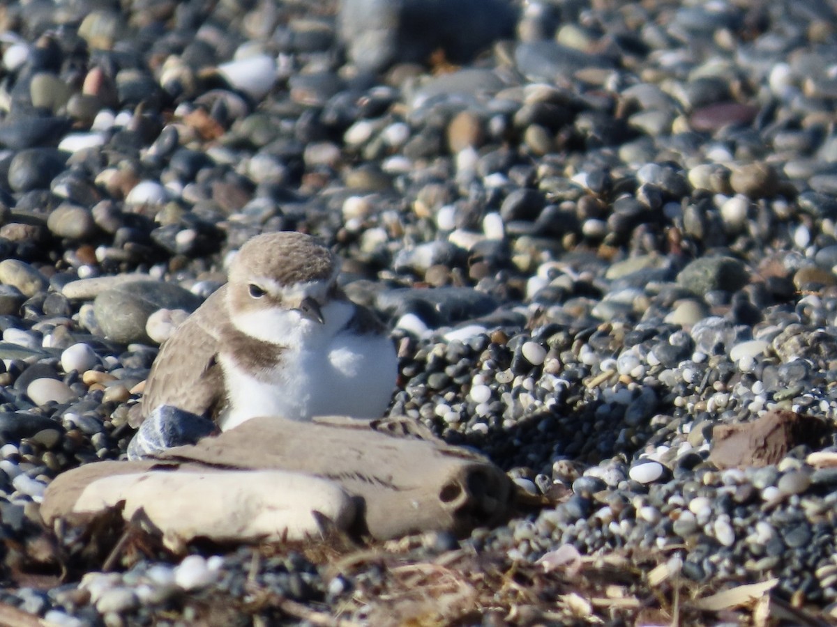 Snowy Plover - ML629293966