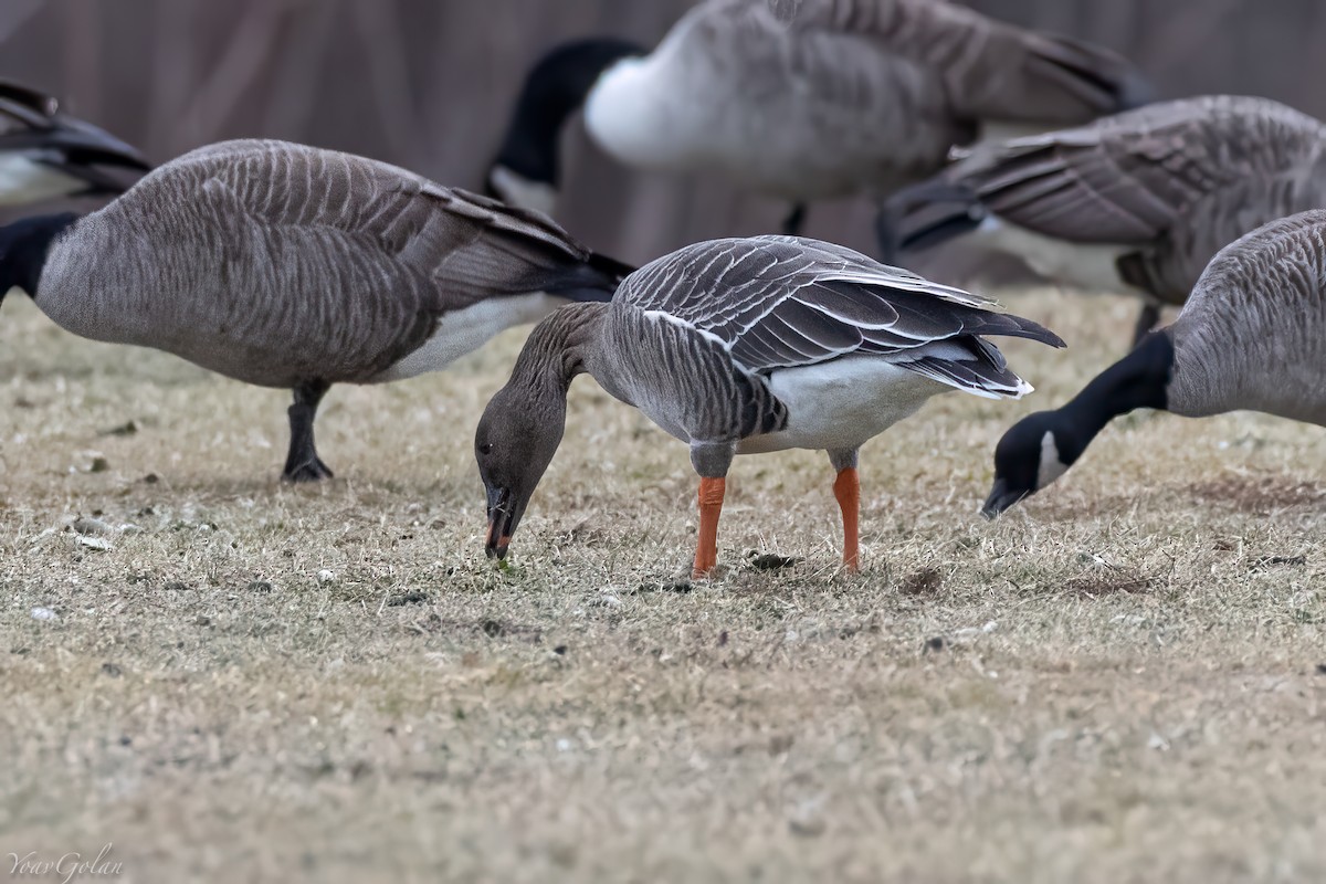 凍原豆雁 - ML629294014