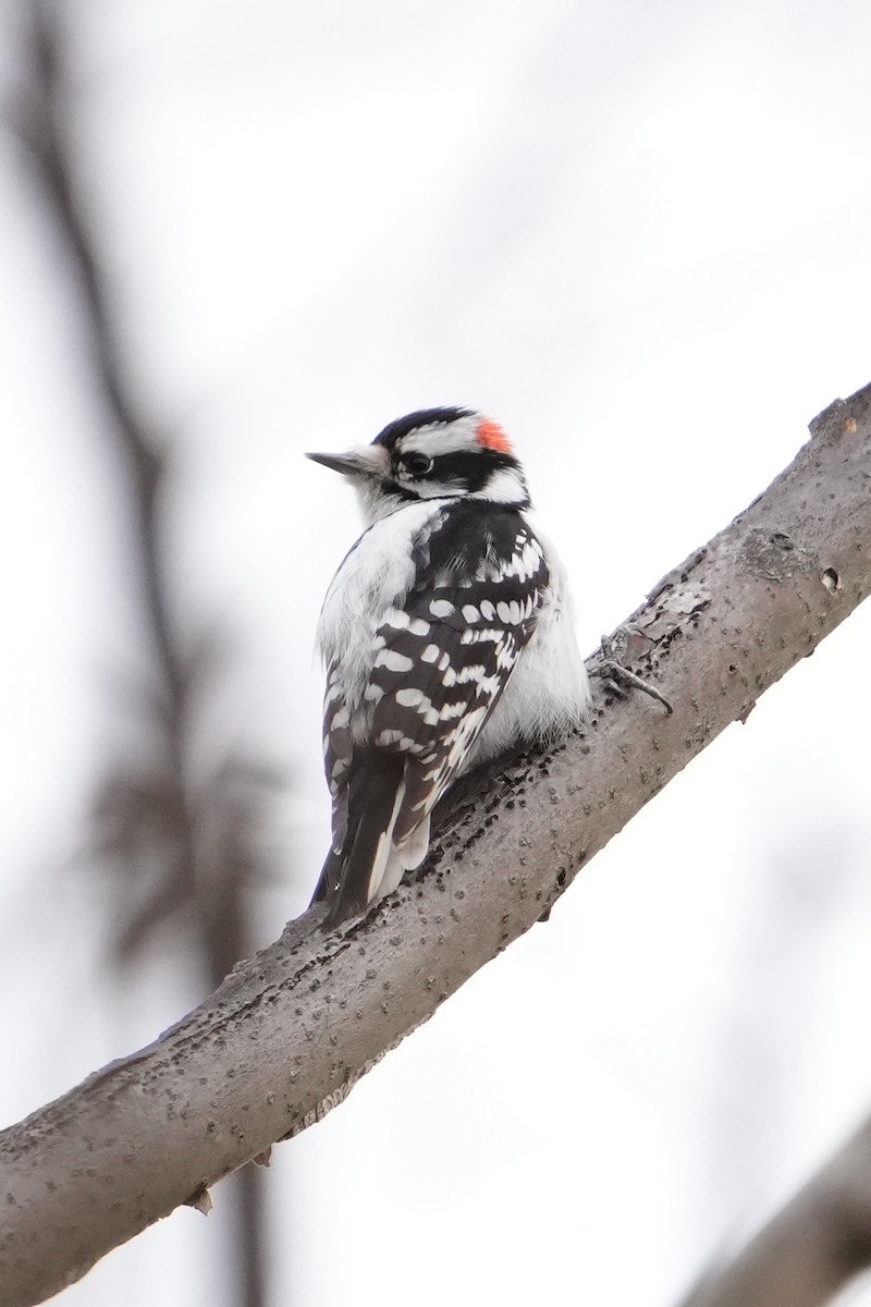 Downy Woodpecker (Eastern) - ML629294037