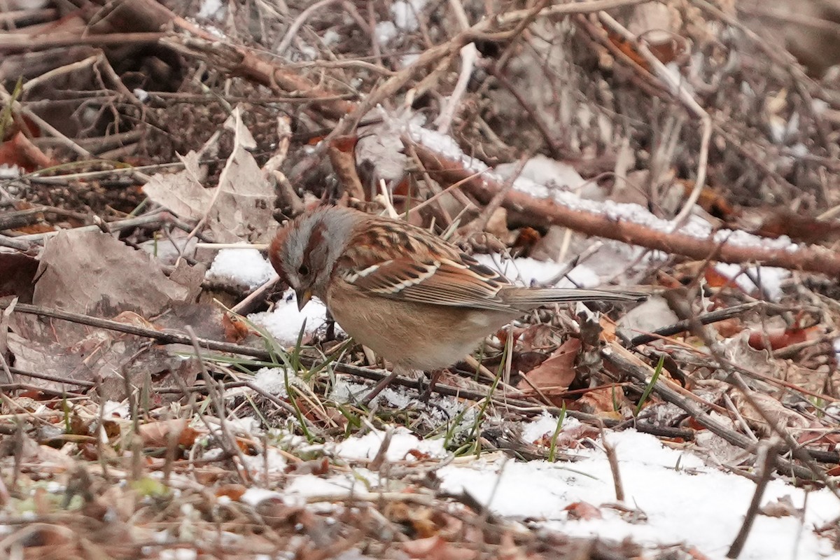 American Tree Sparrow - ML629294091