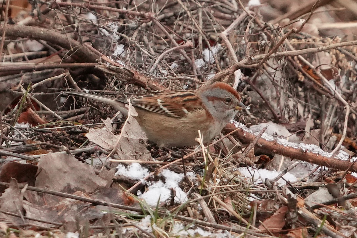 American Tree Sparrow - ML629294092