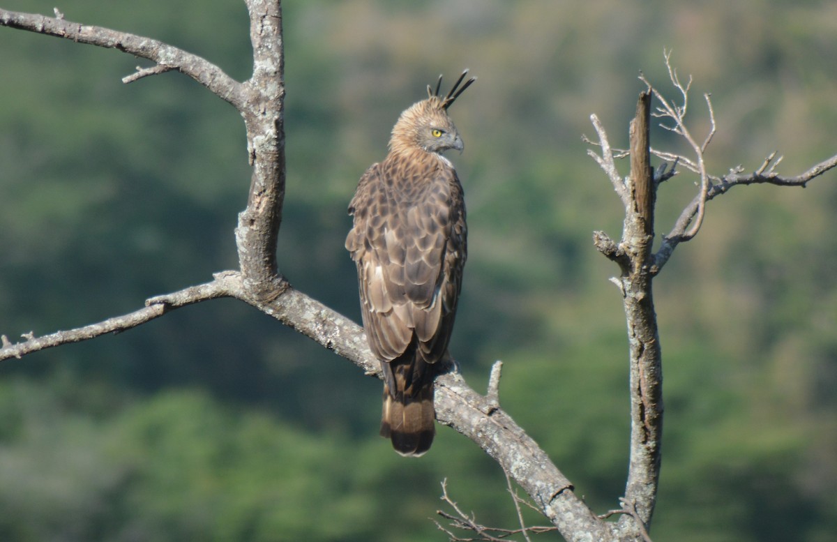 Changeable Hawk-Eagle - ML629294106