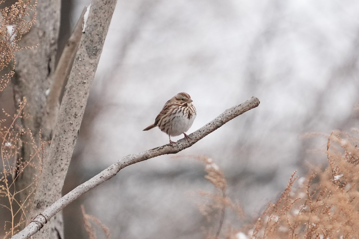 Song Sparrow (melodia/atlantica) - ML629294130