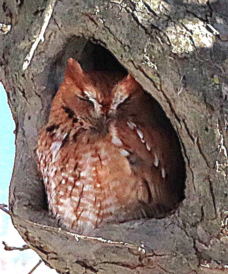 Eastern Screech-Owl - ML629294143