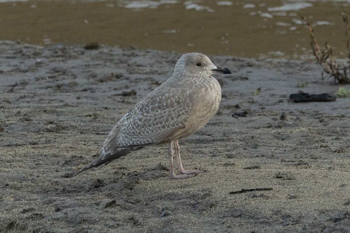 Iceland Gull (Thayer's) - ML629294218