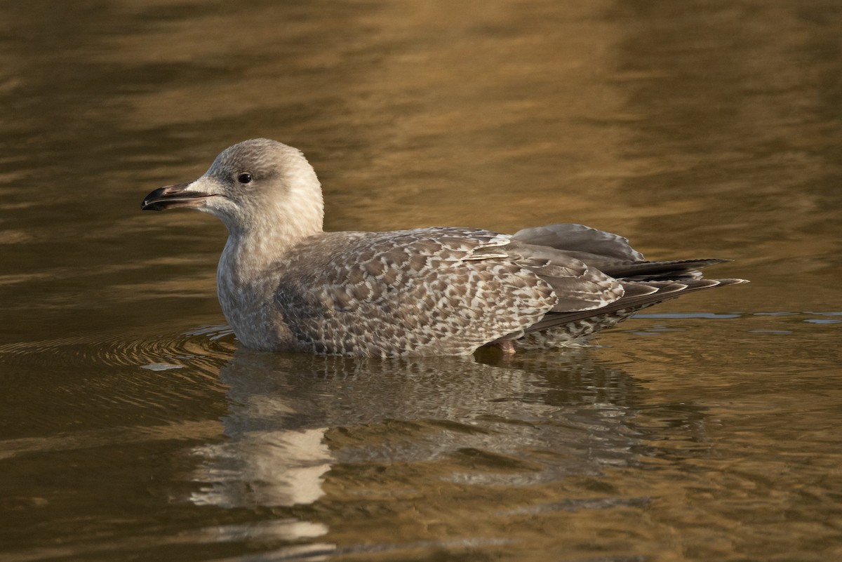 Iceland Gull (Thayer's) - ML629294300